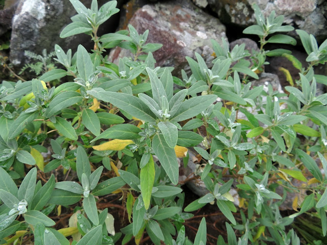 Helianthemum broussonetii