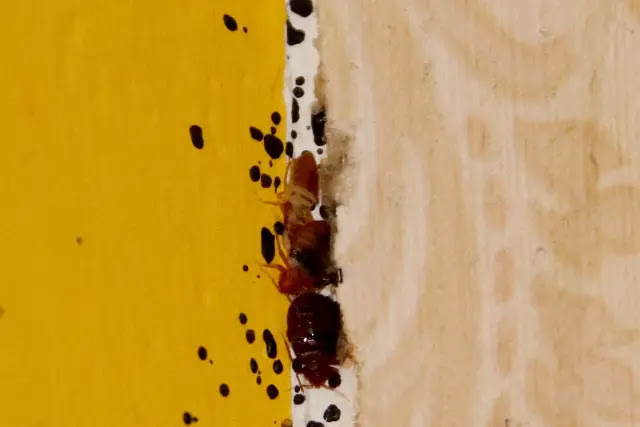 can-bed-bugs-live-on-top-of-wood-floors-1