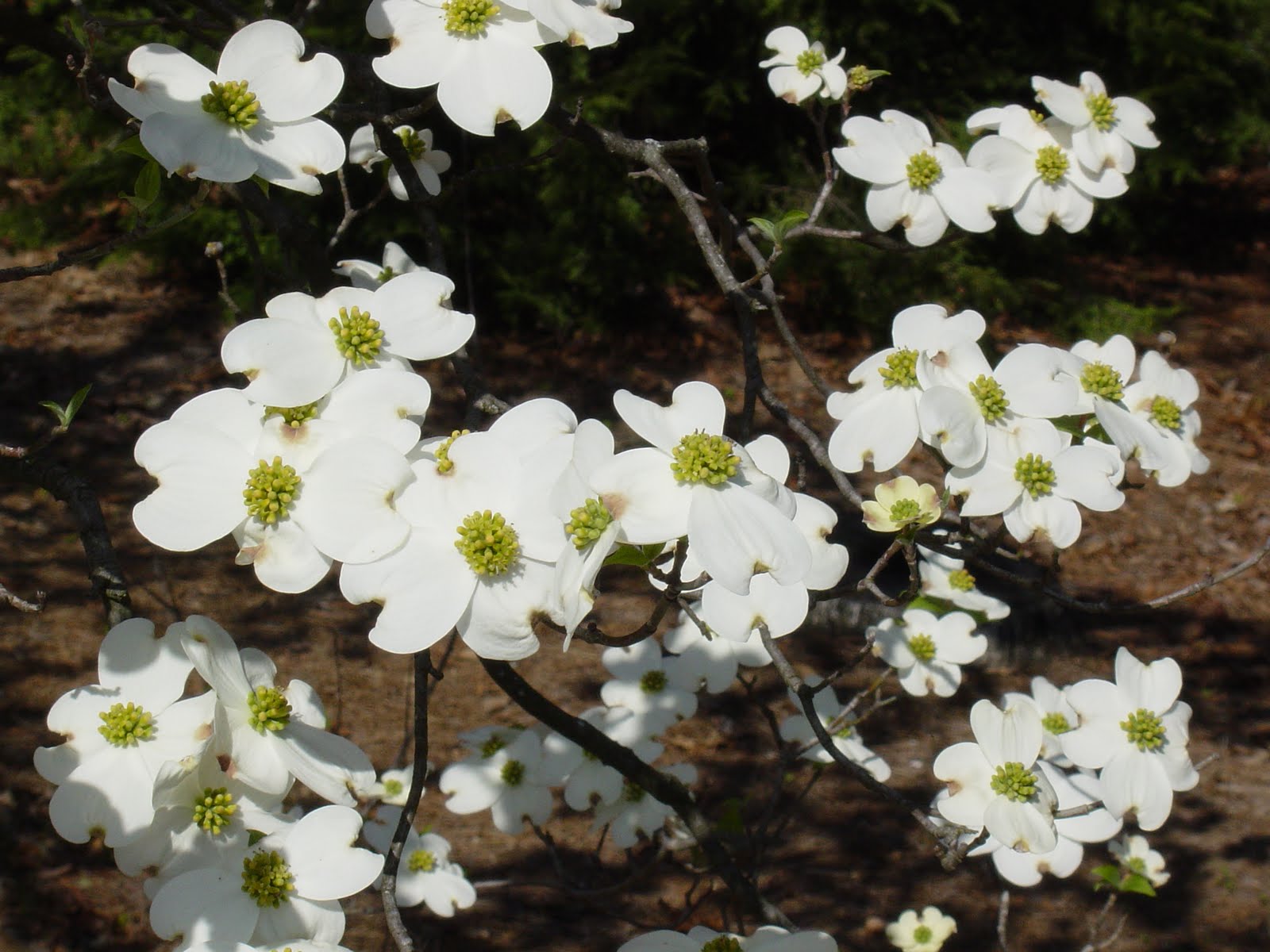 types of flowers and their meaning Young Dogwood Tree Leaf | 1600 x 1200