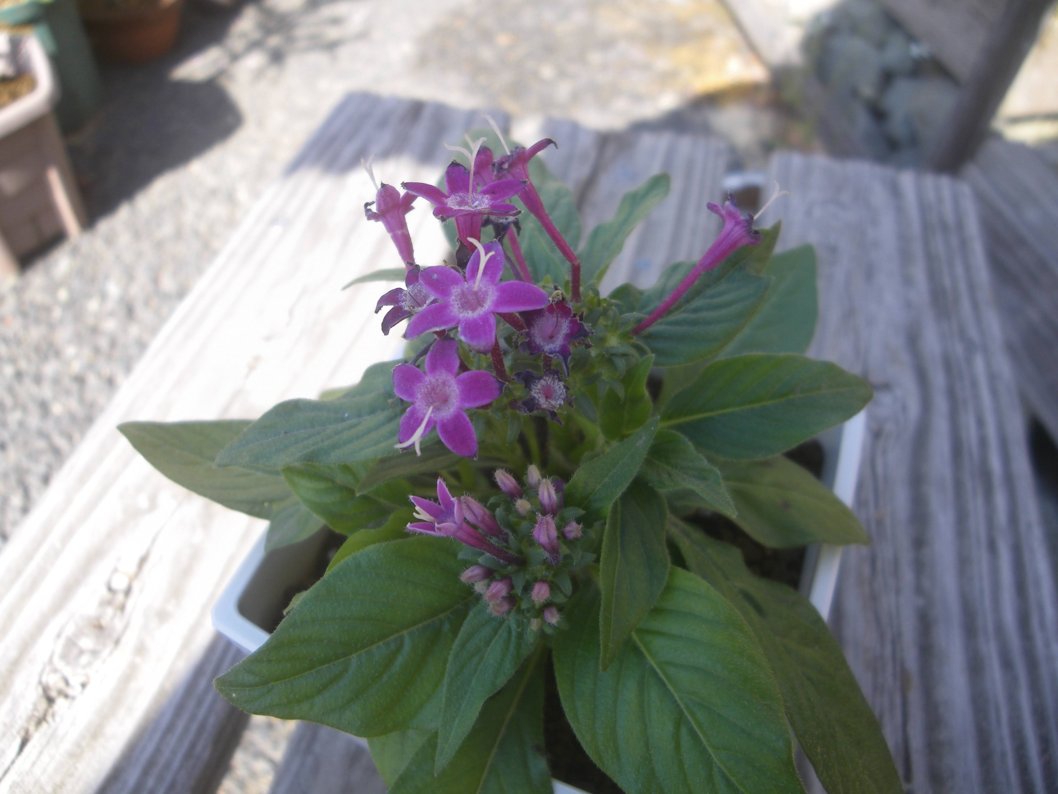 ペンタスの育て方 苗の植え付けから花を楽しみ 挿し芽や冬越しの記録 メダカの大工