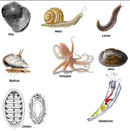 Gambar Pengertian  Ciri Klasifikasi Filum  Mollusca  Gambar 