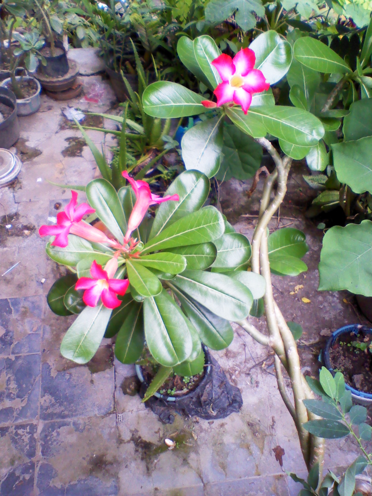  Bunga  Kamboja  Bismar Maulani