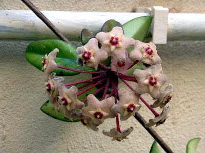 Hoya Flowers Care