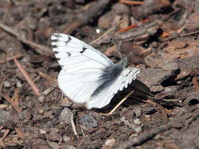 Spring White Butterfly