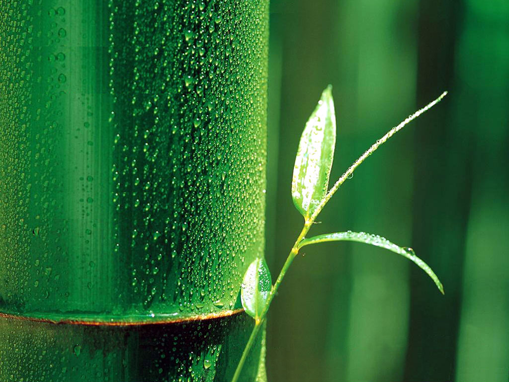 Bamboo Wallpaper: Bamboo Leaf - Bamboo Wallpaper