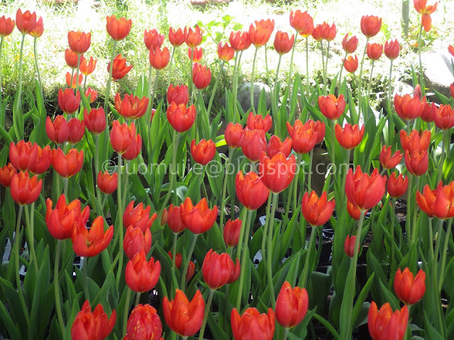 Zhongshe flower market taichung