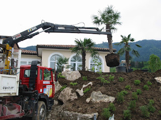 Plantation de gros palmiers pour jardin méditerranéen à Thonon