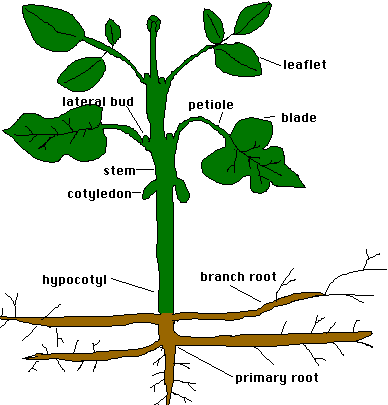 Ornamental shrubs plants