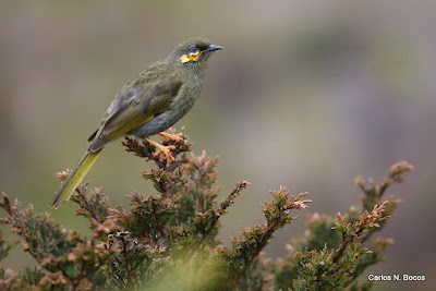 Oreornis chrysogenys