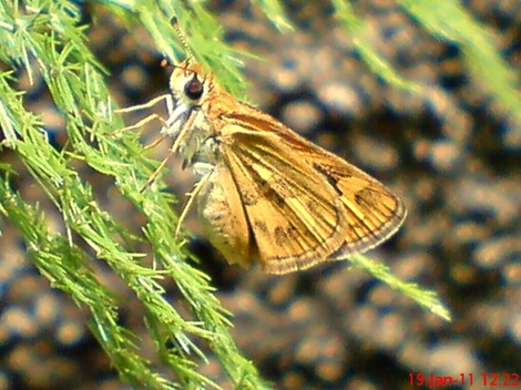 Kupu-Kupu Skipper Taractrocera archias