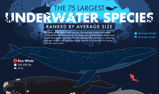 The 75 Largest Underwater Species Ranked by Average Size