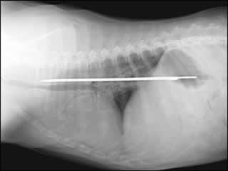 x-ray