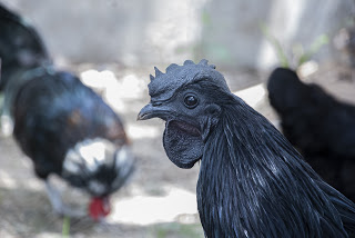 Kadaknath Chicken