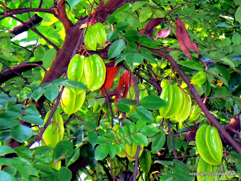 Common Fruits of Nepal