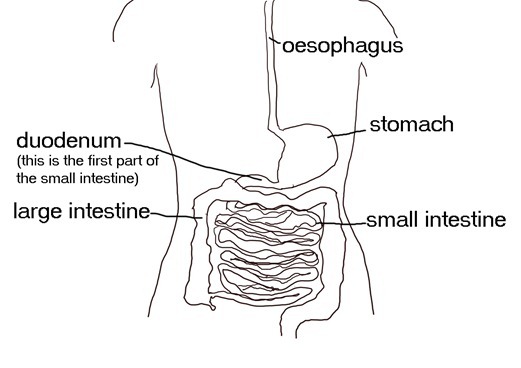 Diagram showing digestive system Diagram showing digestive system