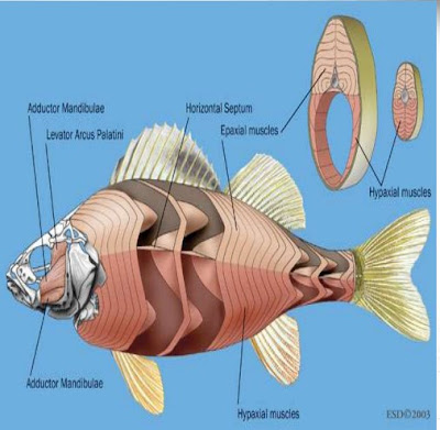 Sistem Muskularis PAda Pisces/Ikan (Otot Polos, Otot Lurik, Otot Jantung)