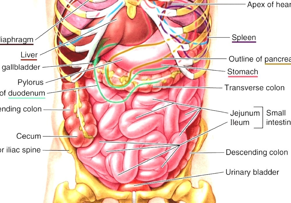 Torso - Anatomy Of Human Torso