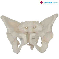 Torso Anatomi Organ Tubuh Panggul Wanita GM-X124