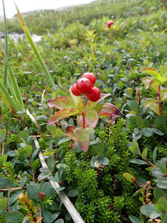 Cornouiller de Suède - Cornus suecica