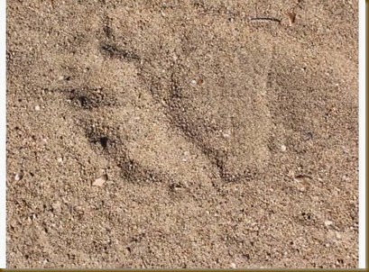 bear print