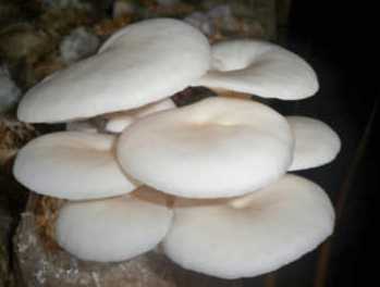 The Sabudi Prasetyo s Web Log The Oyster Mushroom Jamur  