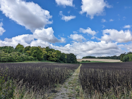 Offley bridleway 36 crossing an arable field