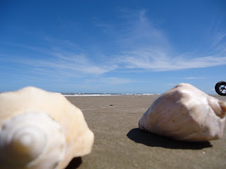 Conchas na Praia do Cassino