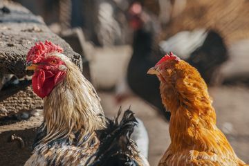 Daging ayam kampung lebih disukai oleh masyarakat