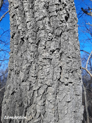 Бархат амурский (Phellodendron amurense)