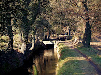 Tram ple d'arbres a la zona del Bosc de La Sala