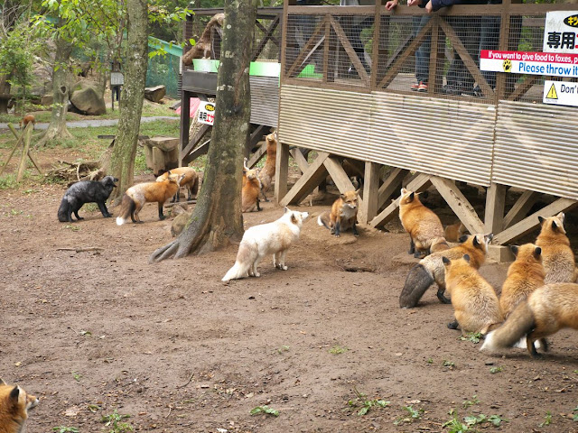 蔵王キツネ村