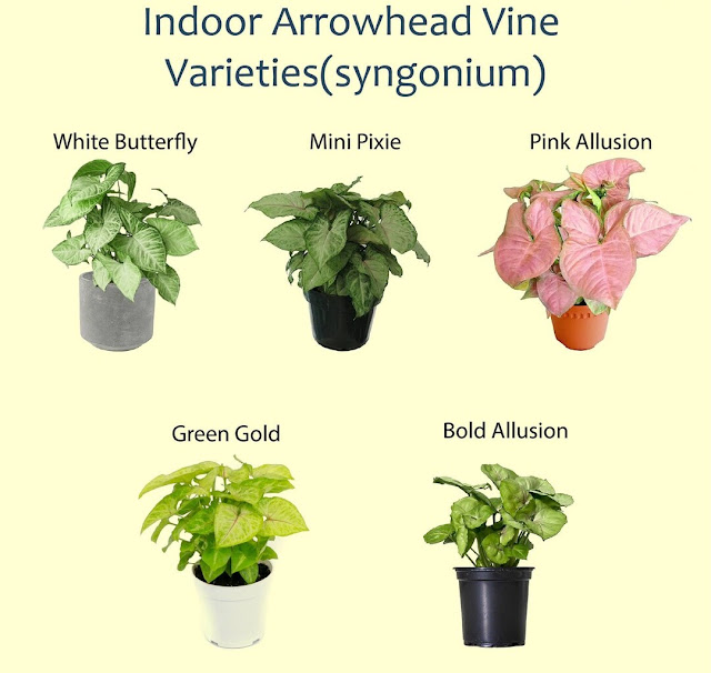 Arrowhead Vine Plants