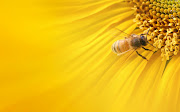 Bee Wallpaper HQ (bee wallpaper)