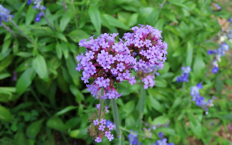 南米原産のヤナギハナガサ…紫色の小さな花の集合体