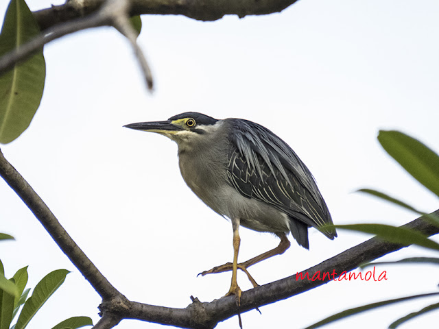 Striated heron (Butorides striatus)