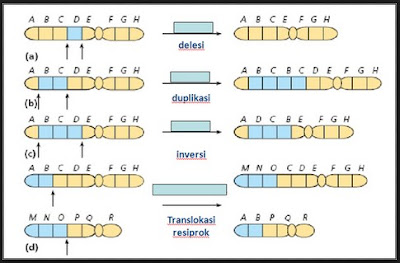 Macam-macam Mutasi dan Pengertiannya