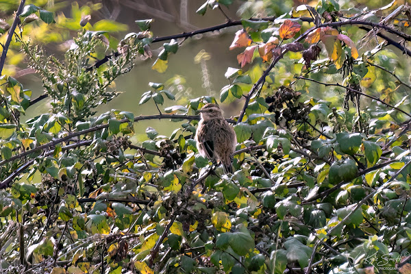 Whinchat