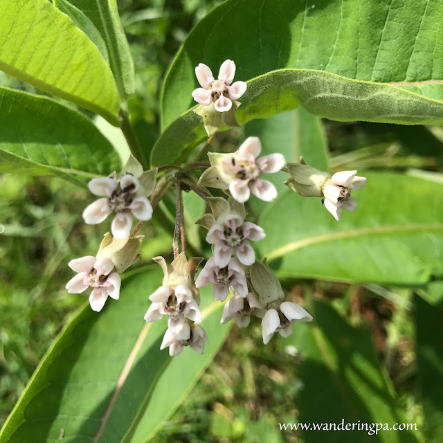 Milkweed at the prairie of Jennings Environmental Education Center in Pennsylvania in late July.