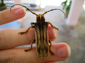 insect,longhorn beetle, animal