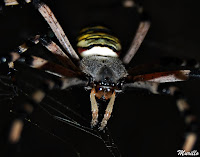 Araña tigre (Argiope bruennichi)