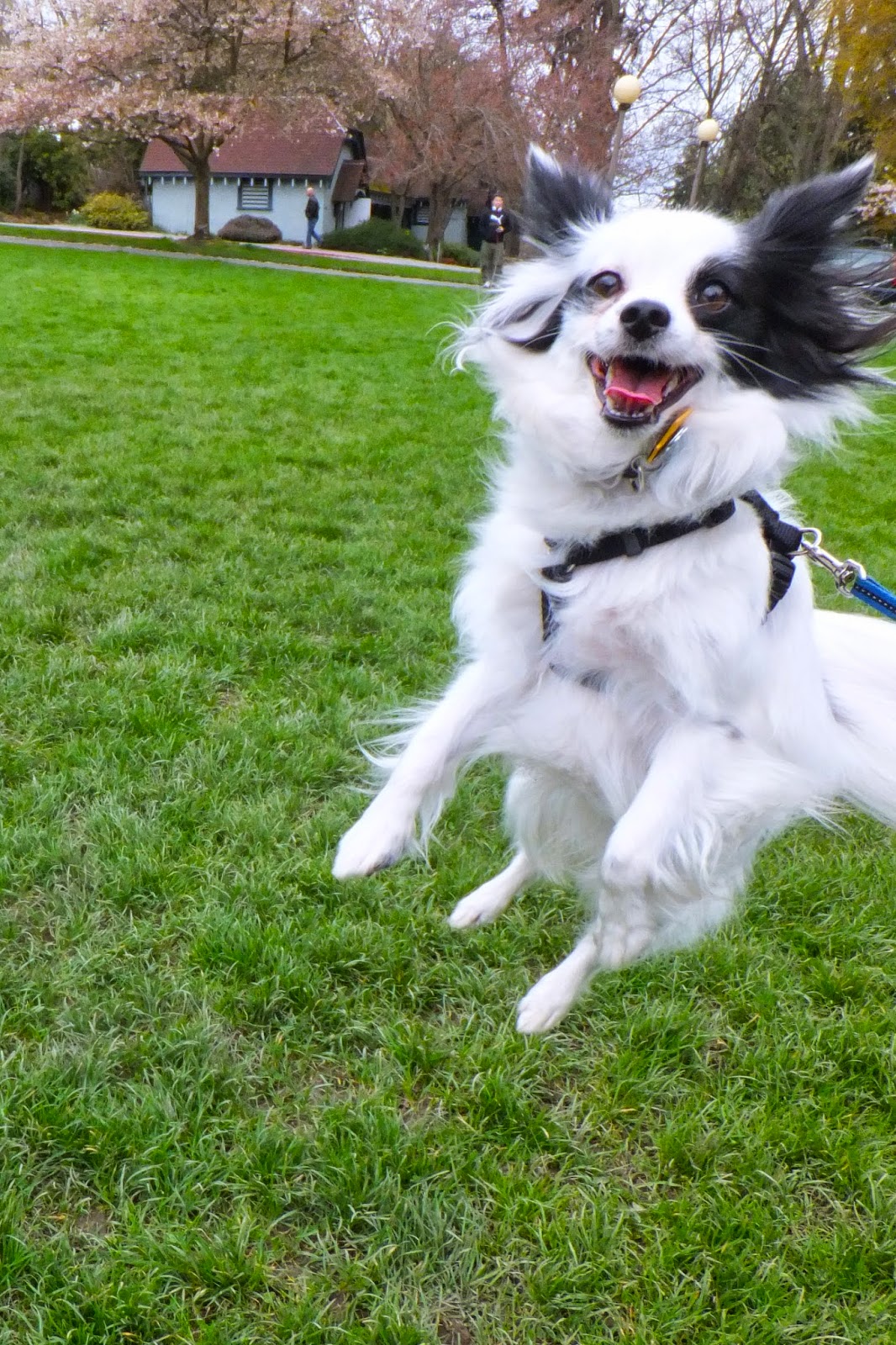 キットと歩こ シアトル いろいろ ストリート 犬のディズニーランド キットと歩こ シアトル いろいろ ストリート 犬のディズニーランド
