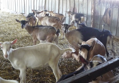 Goats from the Suisse-Normande farm