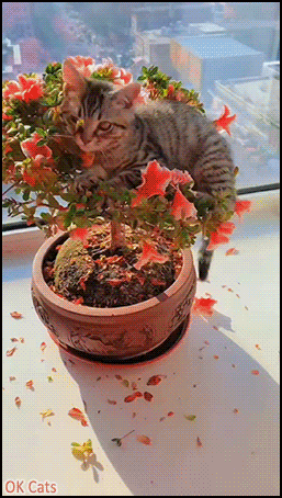 Funny Kitten GIF • 'WHAT? Trees are a purrfect place for playful kitties, is not it?' “Get a kitten they said, they're so cute... [ok-cats.com]