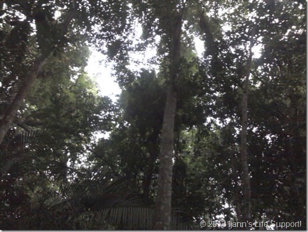 Apa ntah nama pokok dalam hutan ni...