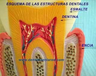 <Img src="esquema-cuello-dental-normal.jpg" width = "2464" height "1944" border = "0" alt = "Dibujo del Esmalte dental">