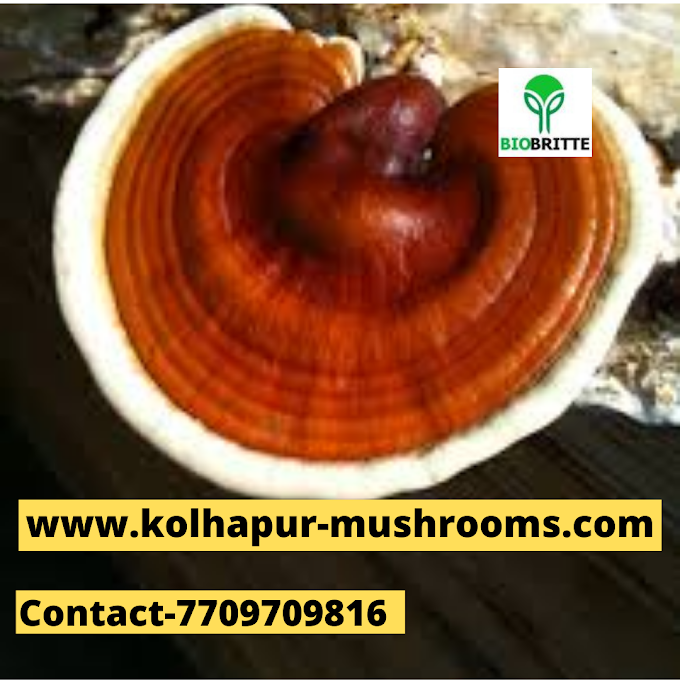 Scope Of Reishi Mushroom In Mesaieed | Buy Ganoderma Mushroom Spawn In Qatar | Mushroom Products Exporter