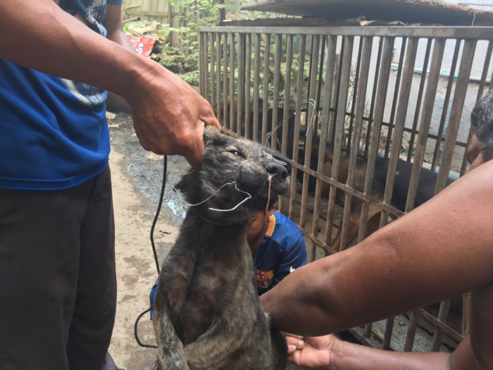 This Man Just Saved 1,000 Dogs From Being Slaughtered At The Yulin Meat Festival