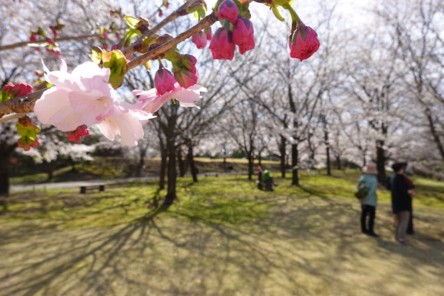 鳥取県西伯郡南部町鶴田 とっとり花回廊 桜の広場