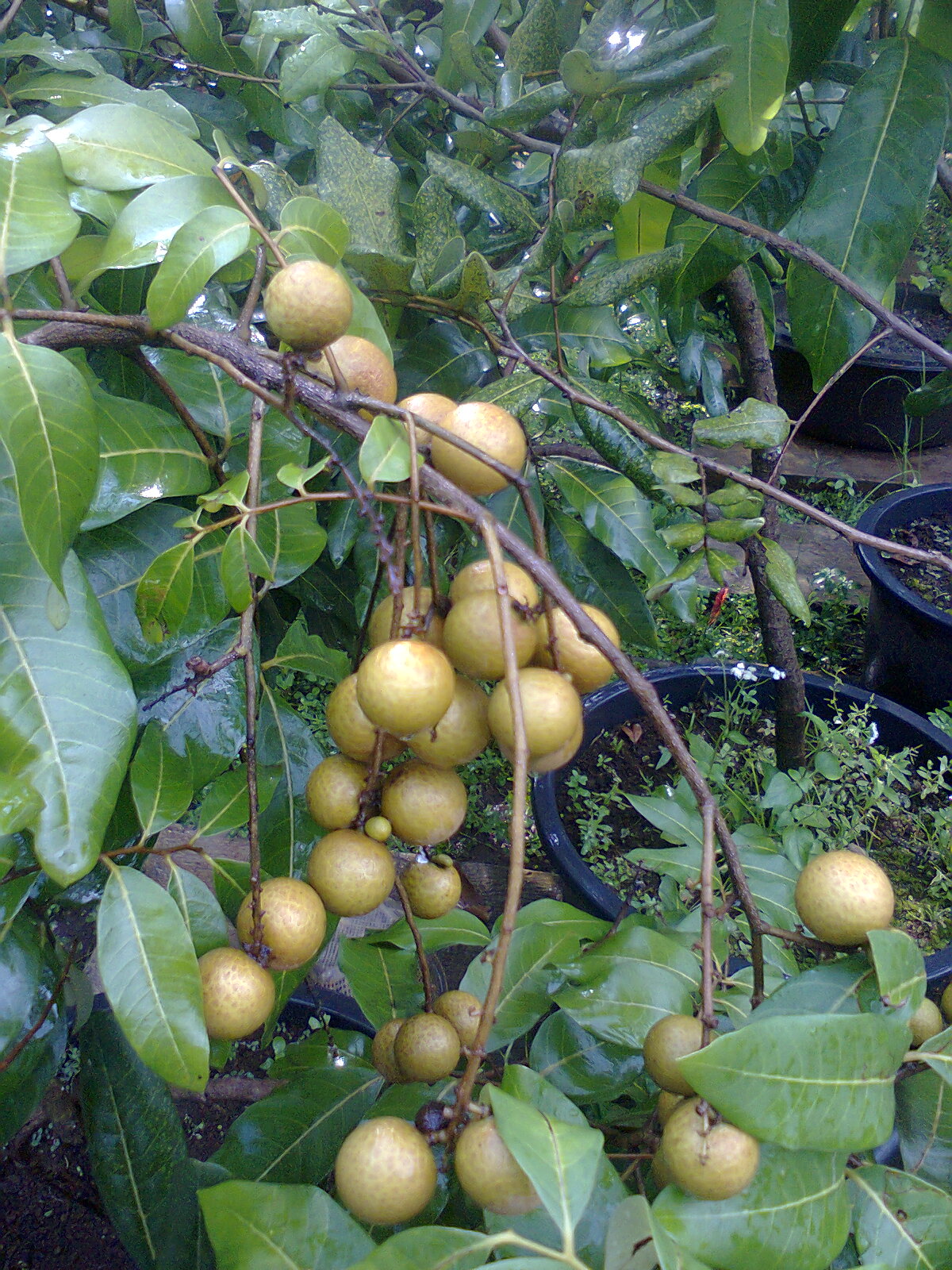  TANAMAN BUAH DALAM POT  TABULAMPOT tabulampot klengkeng