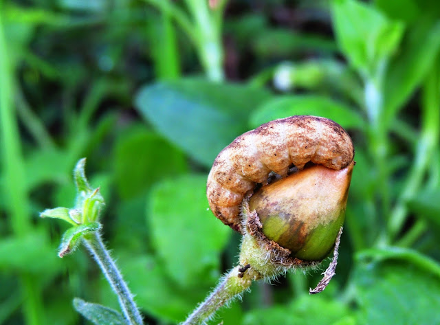 Oruga de Hadena bicruris 